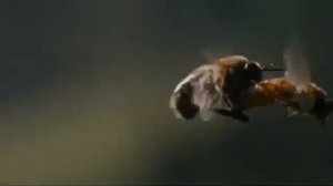 Медоносная пчелиная королева и трутень спариваются в