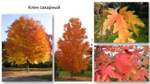 Клен - ТОП 10 популярных сортов