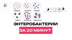Энтеробактерии за 20 минут