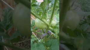 Помидоры растут без проблем# #сад и огород # метод деда