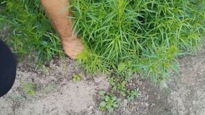 Как размножать Тархун Эстрагон отводками | Результат 1