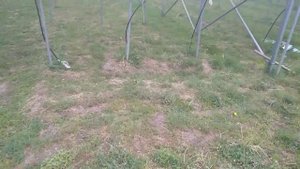 Кокосовые маты после двух циклов выращивания клубник?