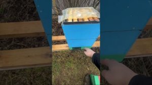 Зимовка пчёл . Пчёлы Бакфаст . Осмотр проводили 26;28 янв?