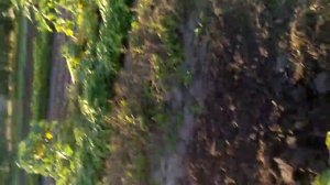 Цветы бархатцы и тыквы