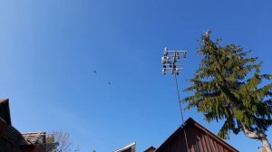 Николаевские голуби на крыше