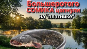 🔥Поймали жырного СОМИКА на червя-выползка⚡️..на "платном" ПРУДУ ночью!! Диалоги о рыбалке!!!