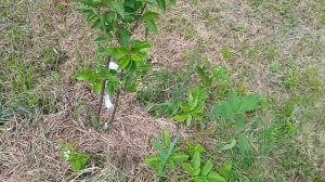 пчеловодство 2025. пчеловод и пасека в Нижегородской об?