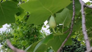 В парке Галицкого цветут тюльпановые деревья. Лириоде