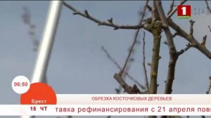 Обрезка косточковых деревьев