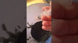 дойка африканского сома