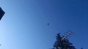 Николаевские голуби