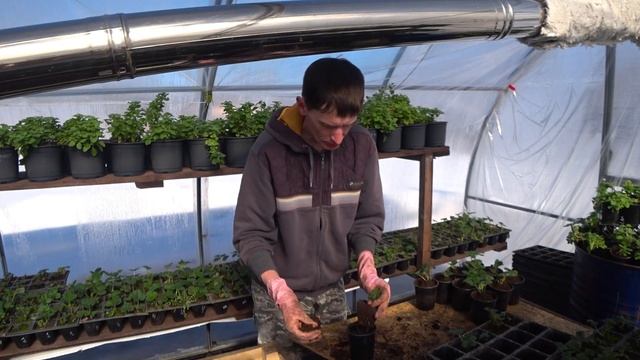 Агротехника выращивания клубники. Как получить хорош? смотреть онлайн