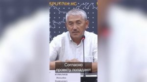 Клены по Айтматова сохнут. Что ждать от вырубки и поса?