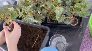 Бегонии. Обзор!