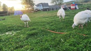 Месяц упорного труда от шлакоблоков до взрослых индюков