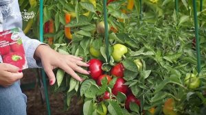 ПЕРЕЦ СЛАДКИЙ. 5 сортов, которые можно вырастить и дома