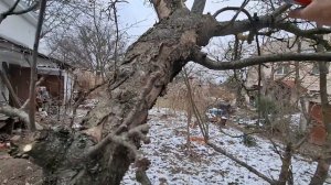 Обрезка яблони.Удаление жировиков#жировики#обрезкаяб