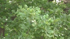 Урожай желудей в Воронежской области снова будет небольшим