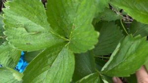 Как правильно размножить клубнику усами для здоровог?