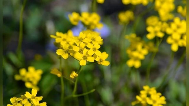 ДРАБА, или КРУПКА  (DRABA)  сем. Крестоцветные
