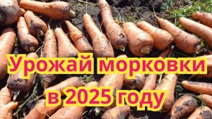 Обзор урожая морковки в 2025 году.