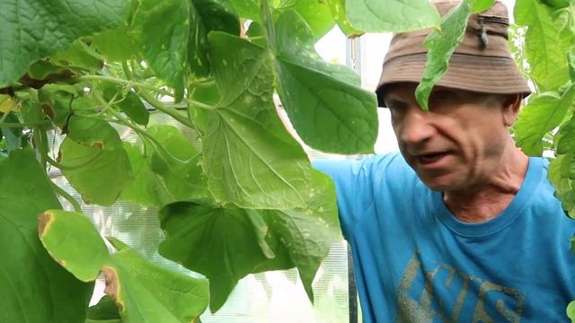 Сорта огромных томатов для теплицы смотреть онлайн