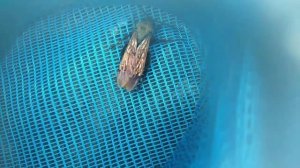 Оса сколия гигант и сколия волосатая