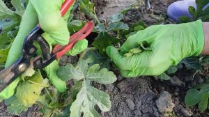 🍉🍈Секрет крупного урожая: Формировка арбузов и дынь