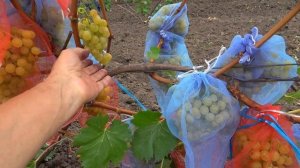 Универсальный виноград МУСКАТ ЖЕЛТЫЙ (МУСКАТО ДЖАЛЛО)