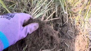 Чуфа-Что за Чудо?/Сбор земляного миндаля