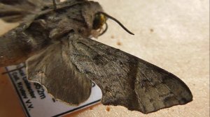 БРАЖНИКИ: 599. Temnora crenulata