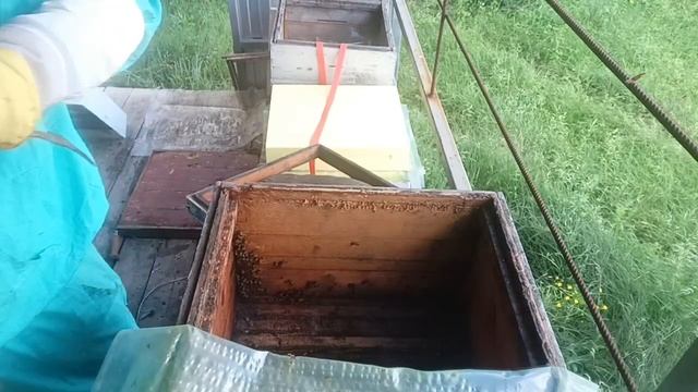 привёз пчеломаток из НИИ пчеловодства. результат подс смотреть онлайн