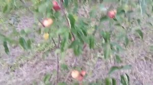 Яблоня Гренни Смит или