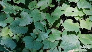 Виноград прибрежный (Vitis riparia)