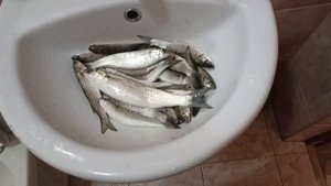 Хороший улов Кефали !!!