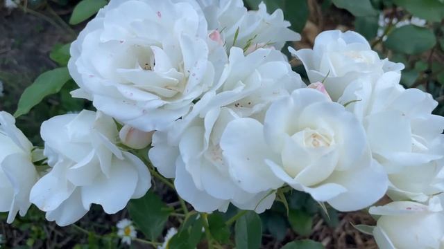 Самый успешный способ черенкования роз. смотреть онлайн