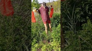 Щурка Пчелоедка на Пасеке. Решение