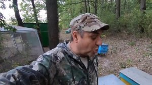 ✅ Что Лучше Бакфаст или Карника плюсы и минусы..! #пчел?