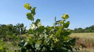 Фундук Черкесский 2. Загрузка урожаем