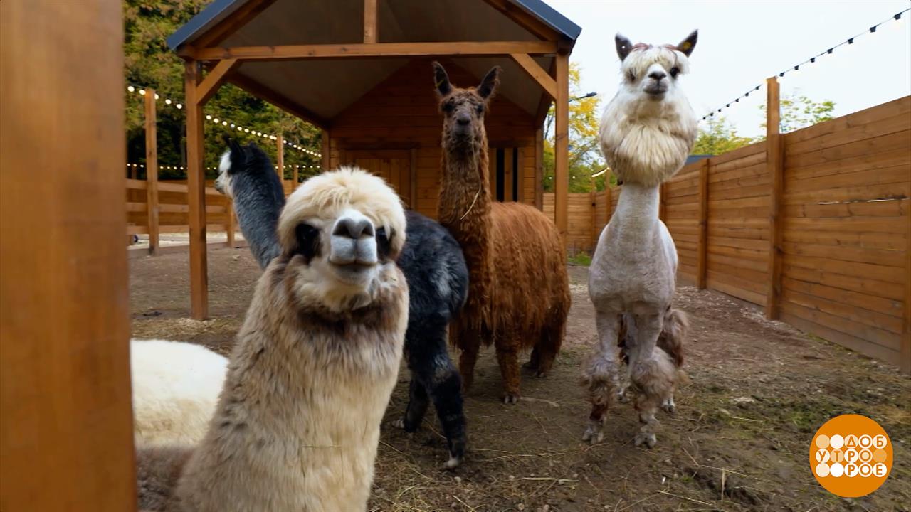 Альпака, давай с тобой дружить! Доброе утро. Фрагмент выпуска от 10.09.2025
