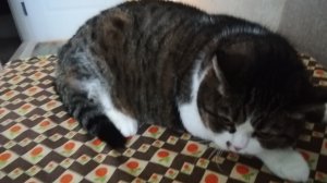 #дети#кошки#животные#детям#кошка