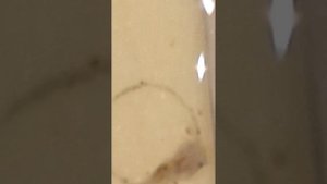 13-ти дневный сом альбинос