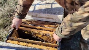 Изоляция маток. Ранний старт. #изоляцияматок #пчеловод