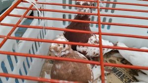 19.04.2025г Садовод Рынок ч. 3 👍