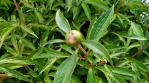 Когда лучше делить куст пиона?