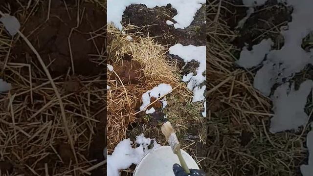 Во садули, в огороде) #сад #garden #farming #cow #nature смотреть онлайн