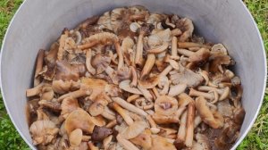 Опята. Последний сбор.