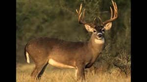 Осенняя природа в лесу - /Дуэт Соловья с Кукушкой/