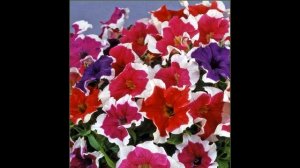 Лучшие серии КУСТОВЫХ ПЕТУНИЙ? Чем они привлекательны