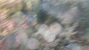 В тундре 04.09.2025 77